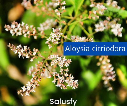 Aloysia citriodora: un impressionante alleato per la tua digestione