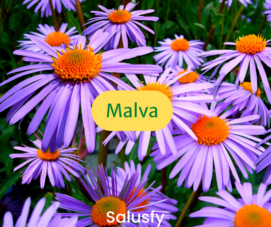 Malva