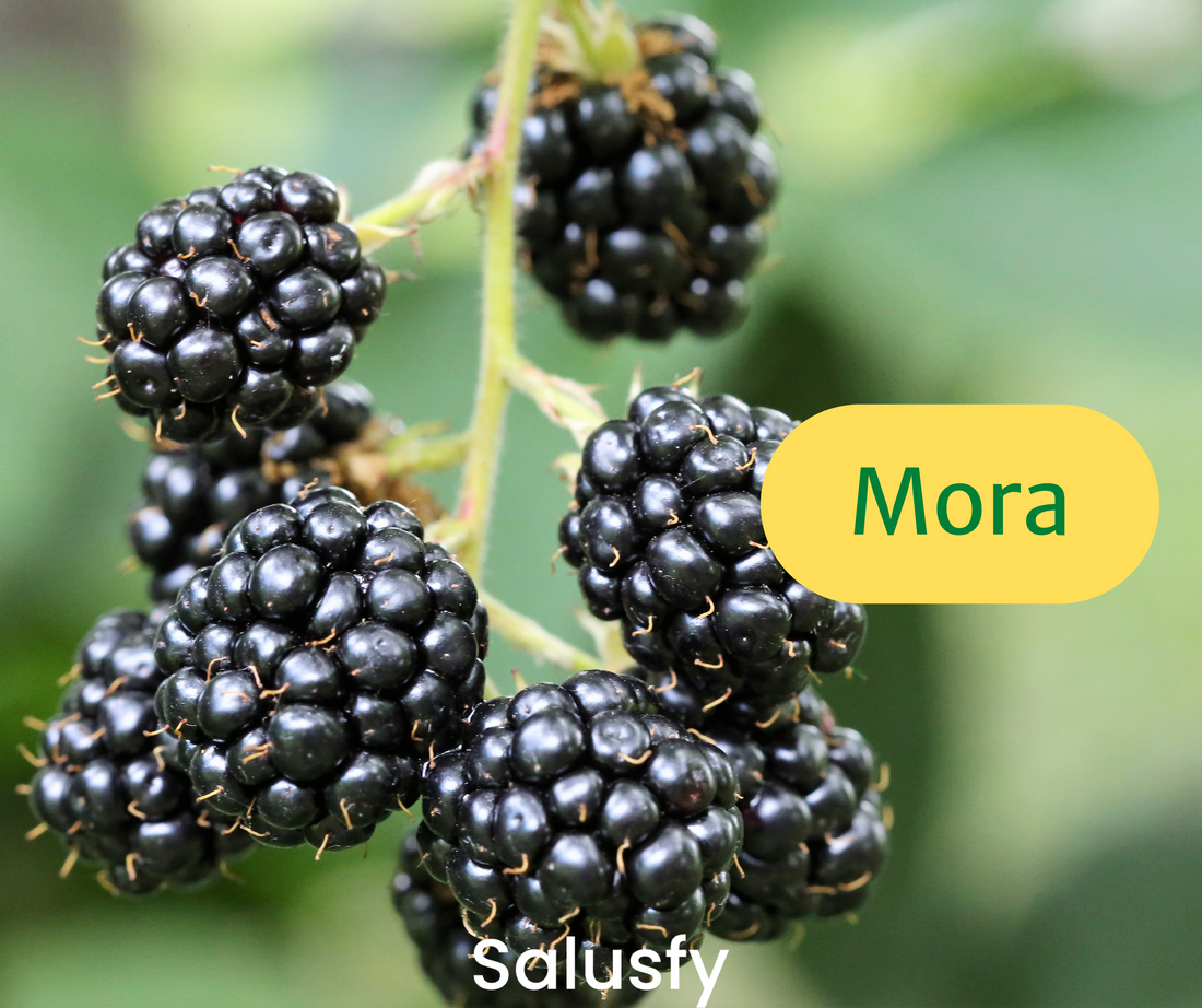 Mora: un incredibile antiossidante naturale