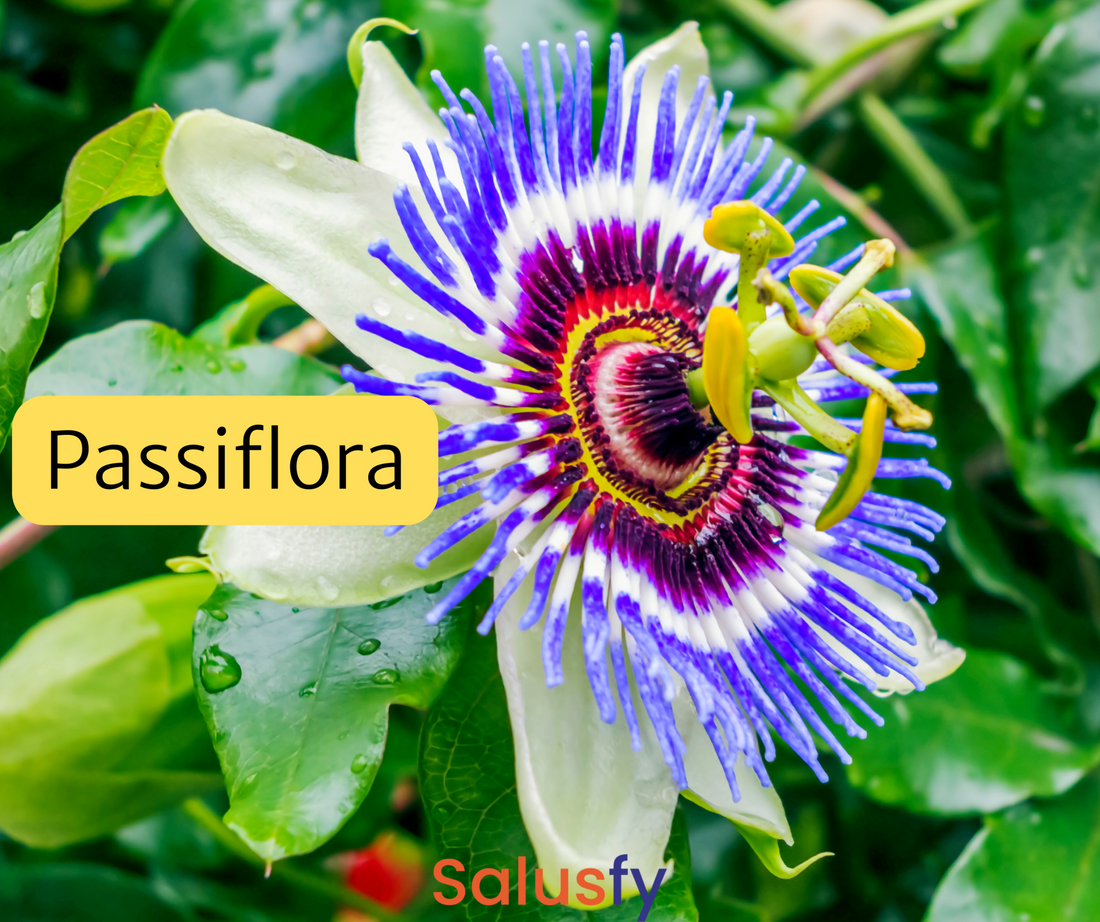 Passiflora: un aiuto fenomenale per il benessere psicofisico