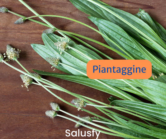 Piantaggine: un alleato formidabile per il tuo apparato respiratorio