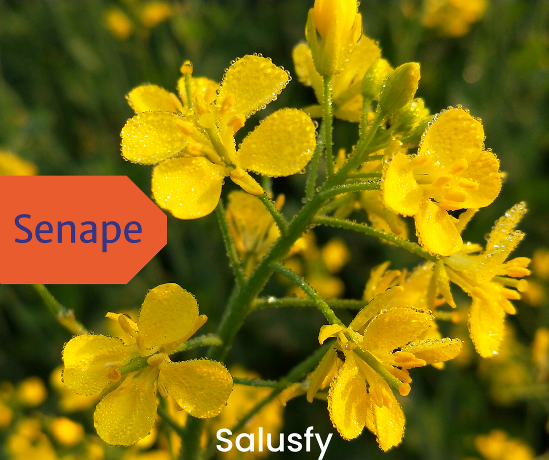 Senape: una pianta incredibile per la cura del nostro corpo