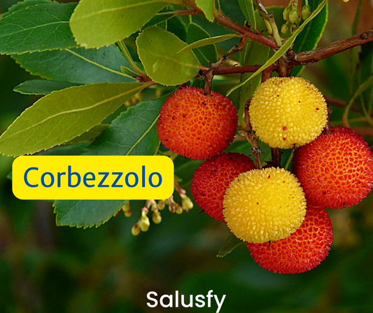 Corbezzolo