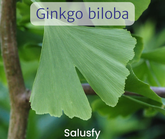 Ginkgo biloba: albero maestoso dalle innumerevoli proprietà