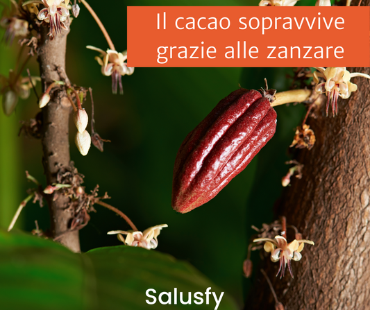 Il cacao sopravvive grazie alle zanzare