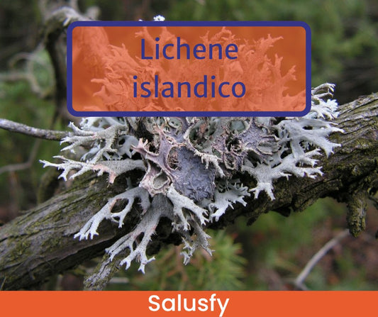 Lichene islandico
