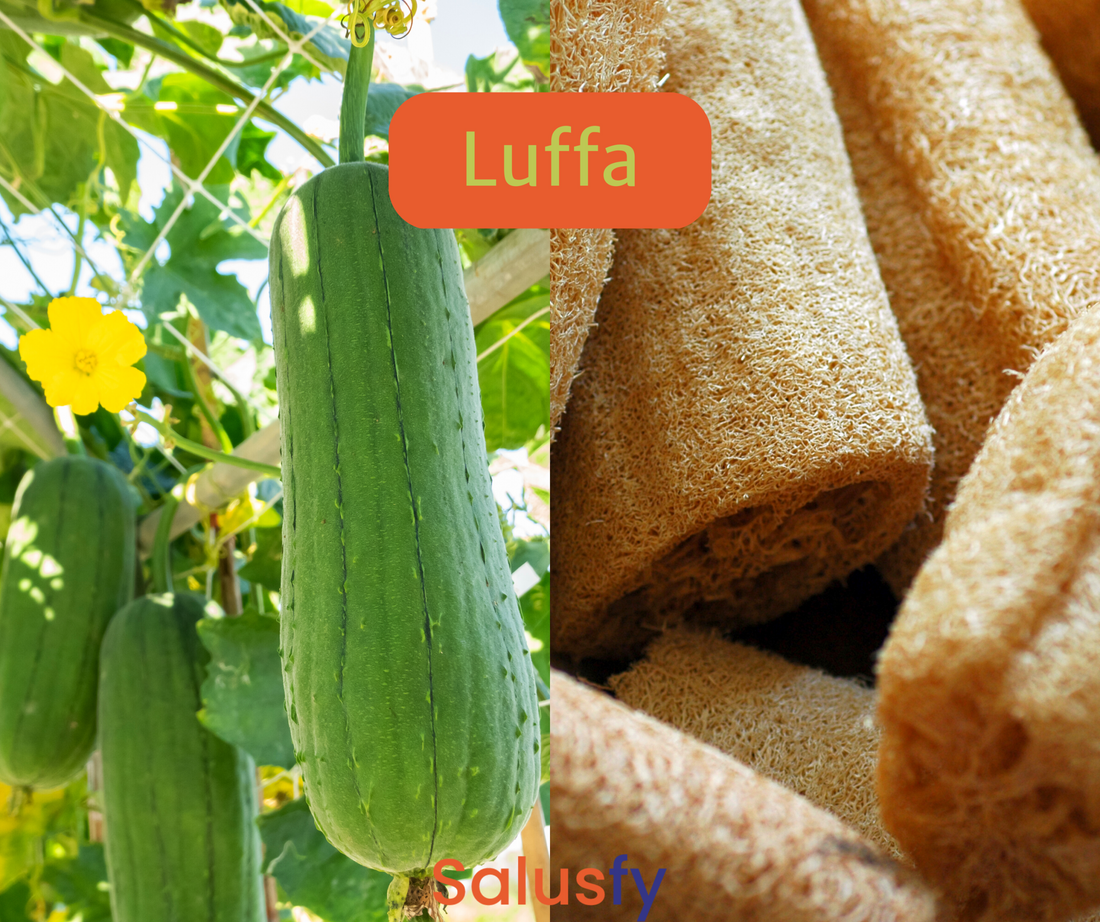 Luffa: 2 utilizzi incredibili per i suoi frutti