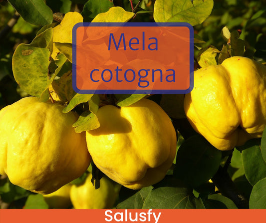 Mela cotogna: 2 importanti proprietà per il nostro organismo