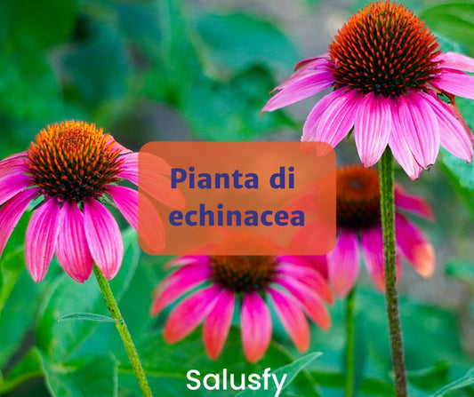 Pianta di echinacea: un concentrato di benessere per il tuo organismo