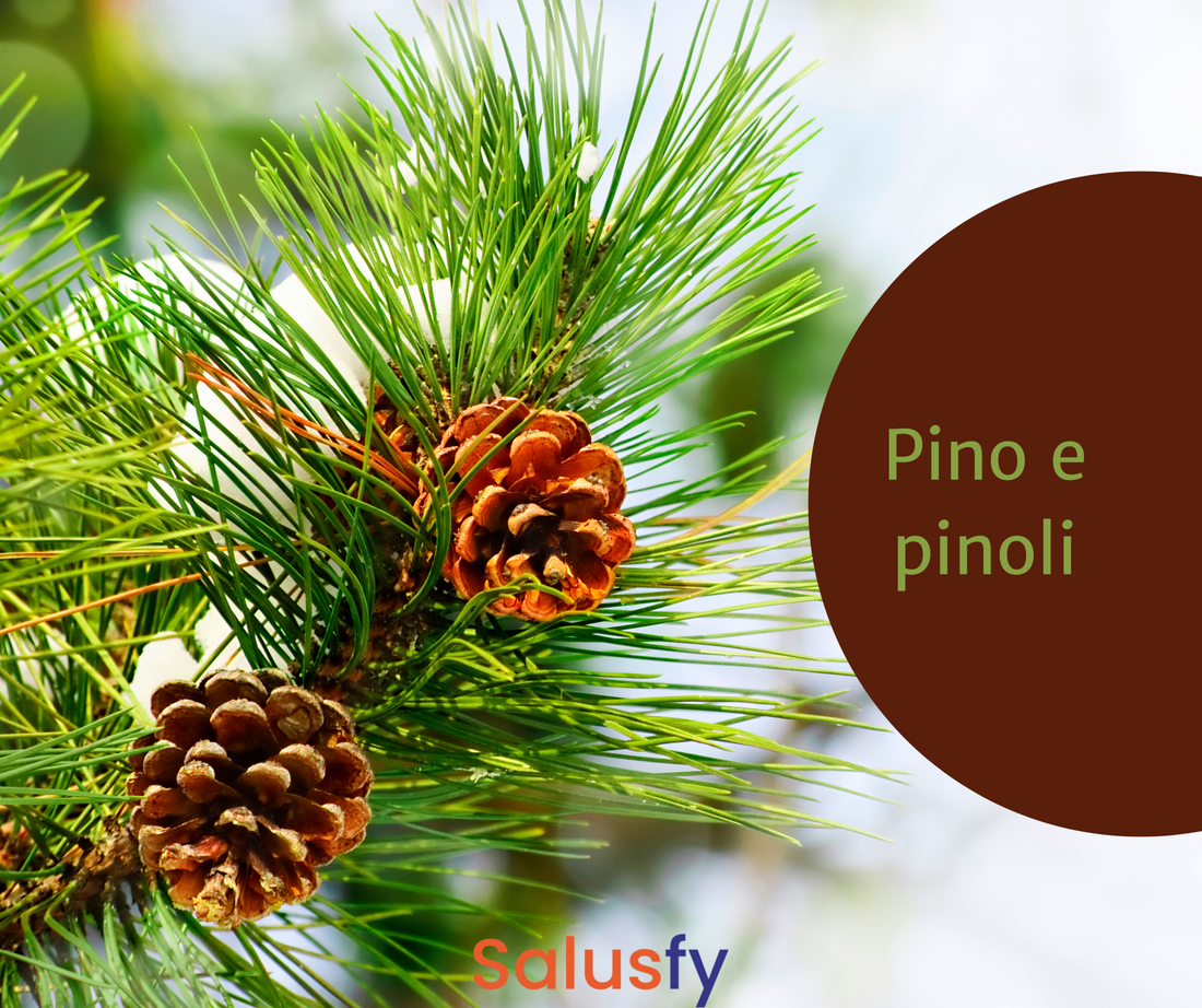 Pino e pinoli: una pianta infinitamente versatile