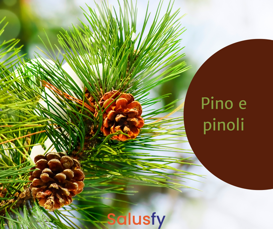 Pino e pinoli: una pianta infinitamente versatile