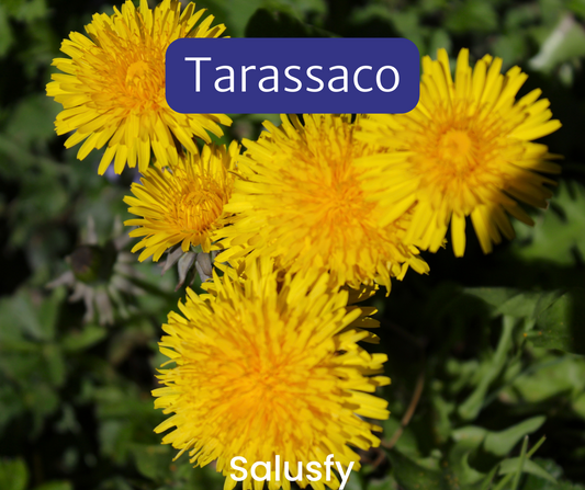 Tarassaco