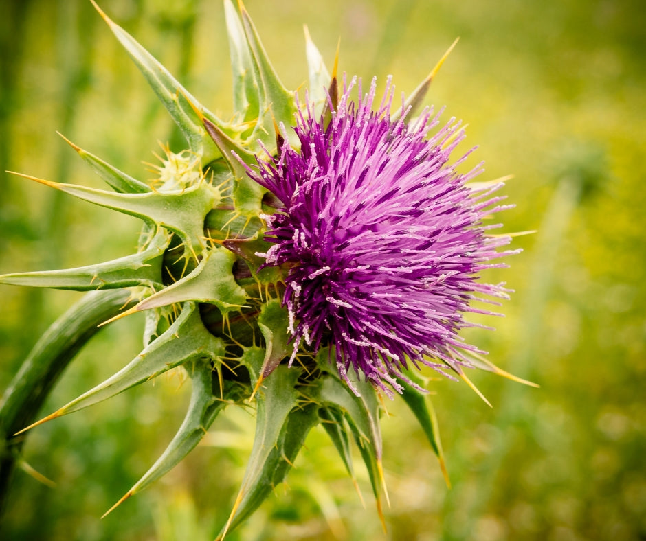 Cardo mariano: un potente alleato per la tua salute