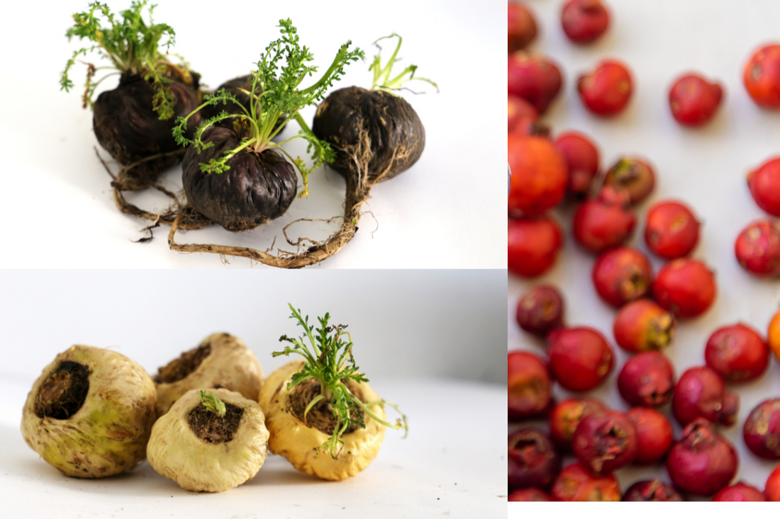 Differenze tra maca nera e altre varietà