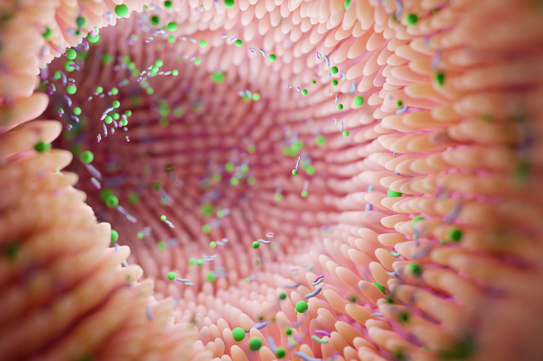 La salute intestinale durante i cambi di stagione: probiotici e prebiotici