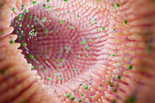 La salute intestinale durante i cambi di stagione: probiotici e prebiotici