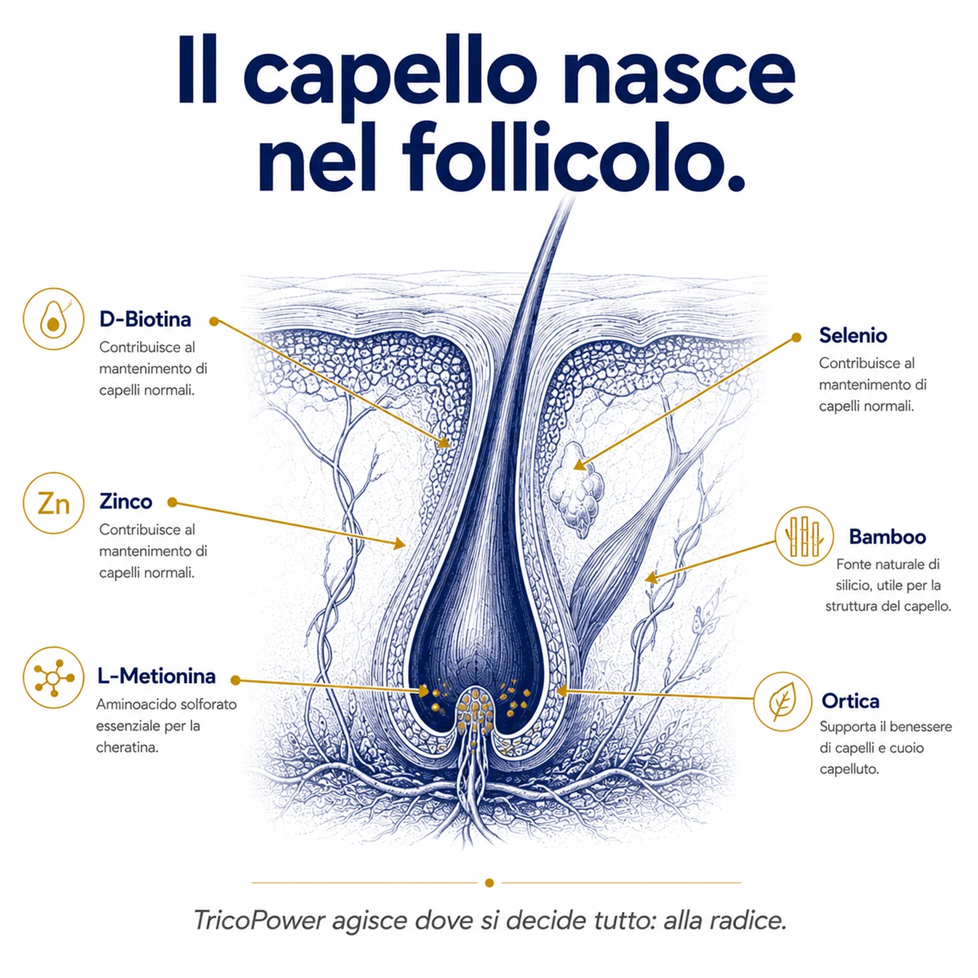 Biotina TricoPower Ribovita®