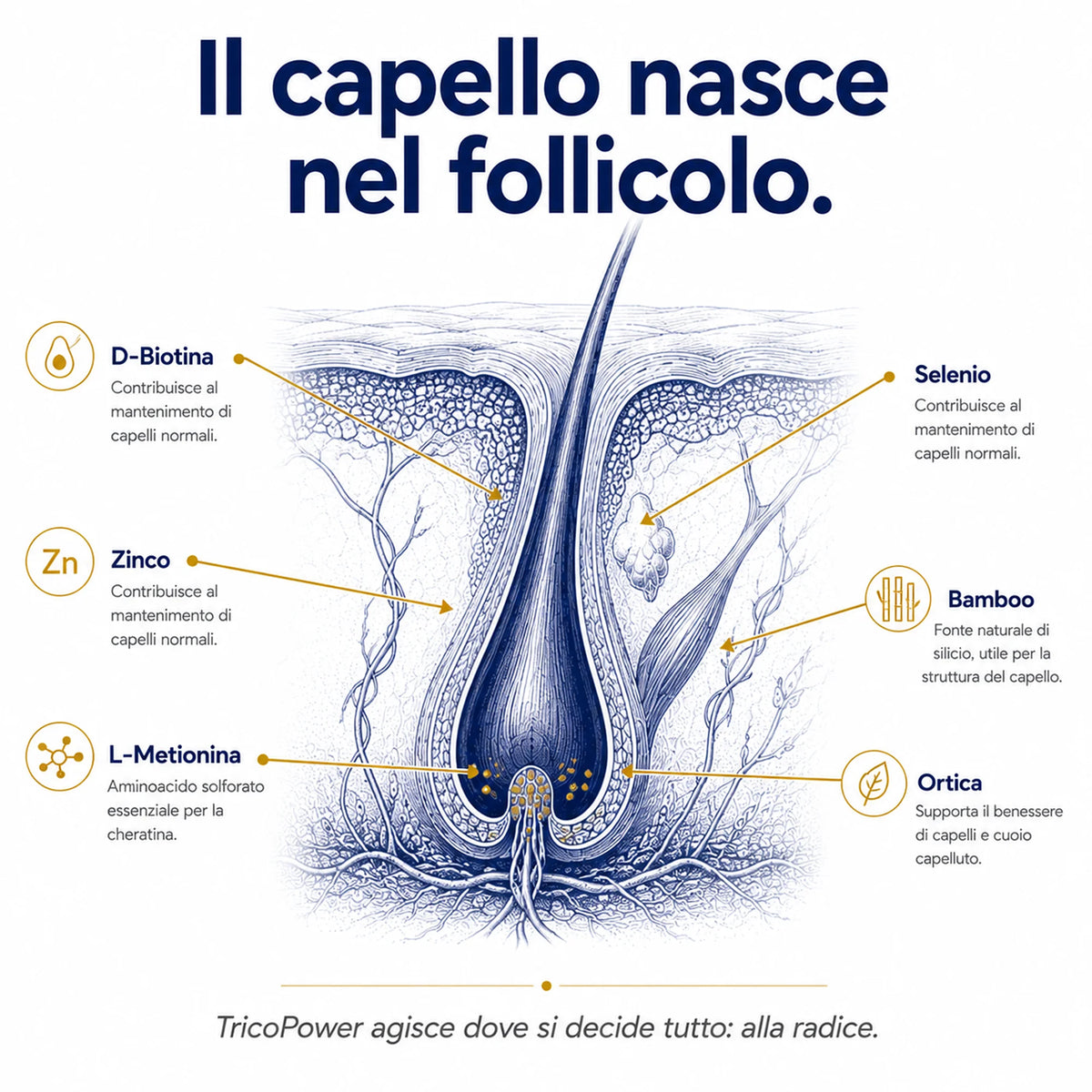 Biotina TricoPower Ribovita®