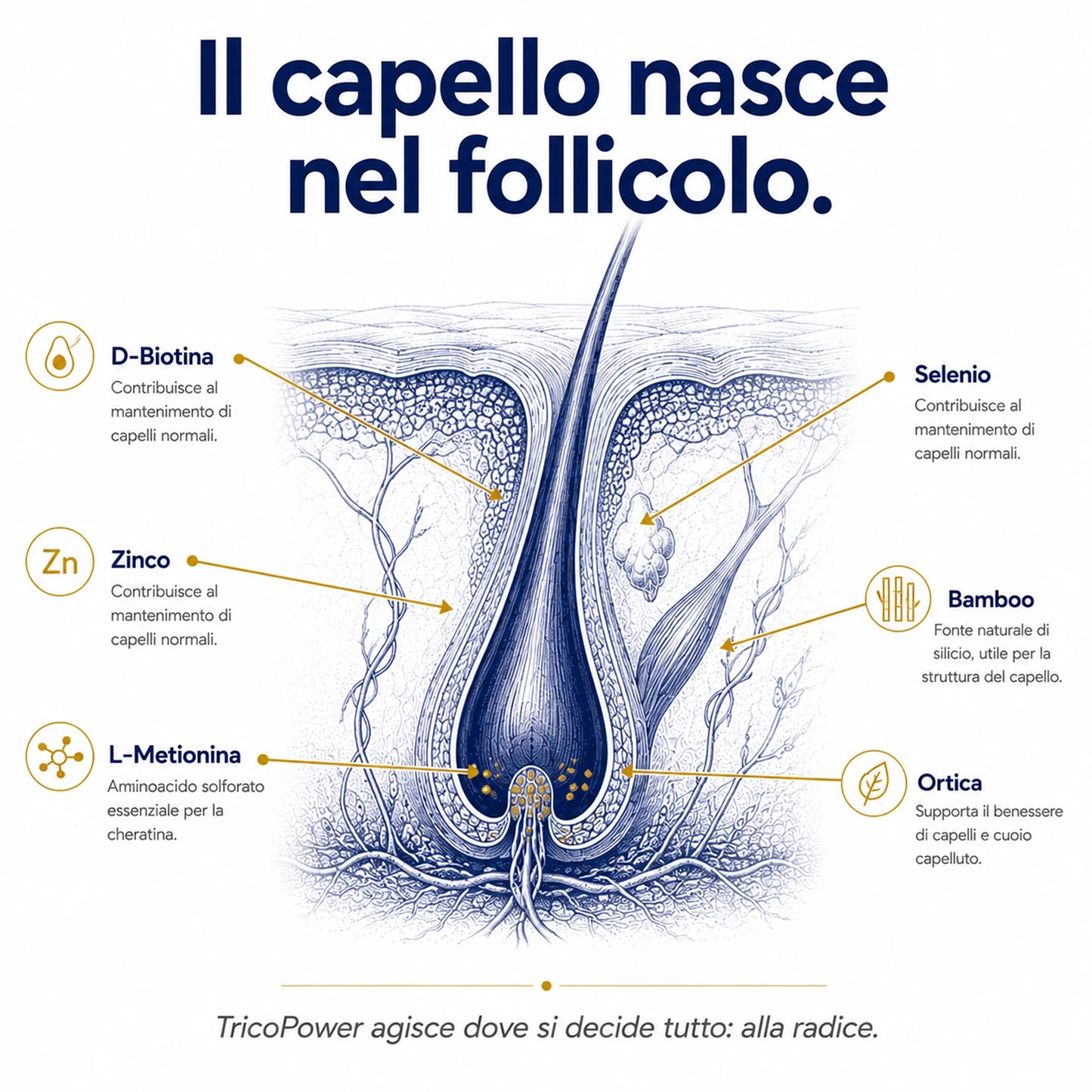 Biotina TricoPower Ribovita®