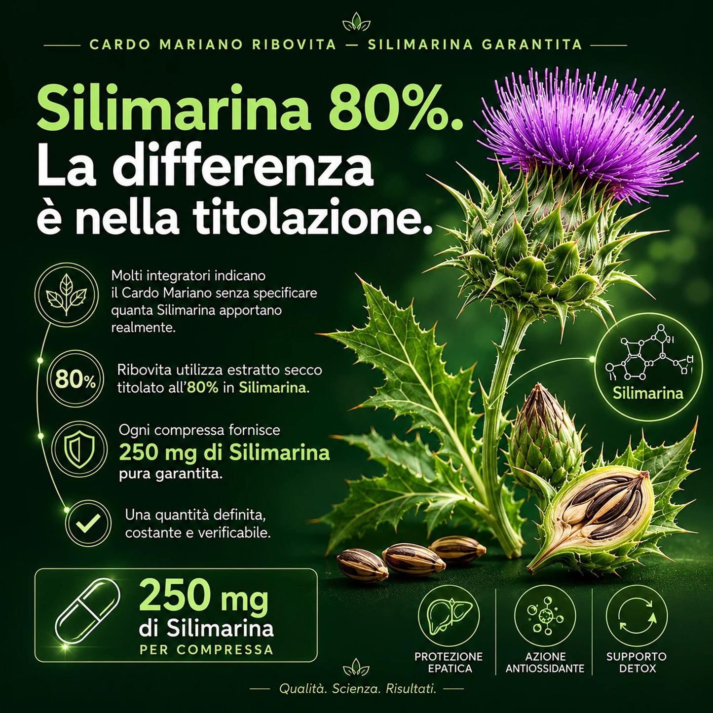 Cardo Mariano Ribovita® - Depurativo con Silimarina